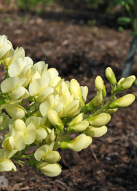 Baptisia 'Spilled Buttermilk'